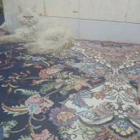 گربه پرشین مهربون وباادب واکسن خورده