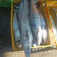 ماهی میگو دریایی|ماهی|تهران, تهرانپارس جنوبی|دیوار