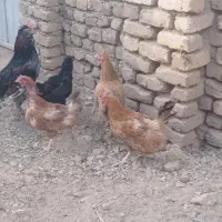 مرغ و خروس جوان|حیوانات مزرعه|تربتحیدریه, پائین ولایت|دیوار