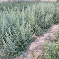 تولیدی و نهالستان محمد|خدمات باغبانی و درختکاری|اصفهان, محمودیه|دیوار