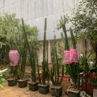 کاکتوس،گل
