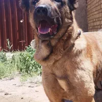 سگ سرابی اصیل دو سال نیم