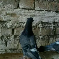 کبوتر|پرنده|آبدانان, |دیوار