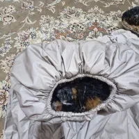 کاپشن سربازی به همراه بادگیر