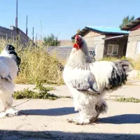 خروس برهما عالی