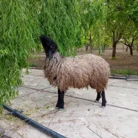 بره قوچی اصیل