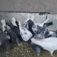 کفتر پرشی رنگه و المانی