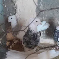 کبوتر طوقی جفتگاه|پرنده|تایباد, |دیوار