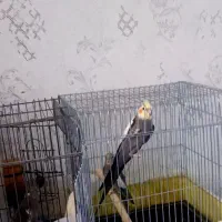 پنج تا عروس هلندی