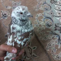 کفتر پرشی|پرنده|تهران, شکیبا|دیوار