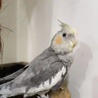 عروس هلندی