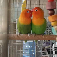 طوطی برزیلی گرین اوپلاین با ۴تا جوجه