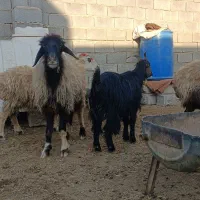 میش زیر قیمت بازار فروشی|حیوانات مزرعه|شهرضا, |دیوار