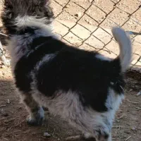 توله قدرجونی