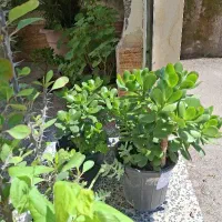 گل  های خانگی