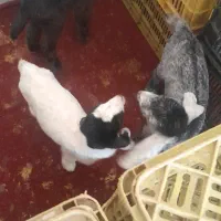 کهره شیری|حیوانات مزرعه|مرودشت, دولت آباد|دیوار