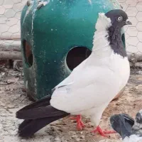 سلام کبو تر نر اصیل
