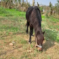 این اسب سیاه به فروش میرسد|اسب و تجهیزات اسبسواری|گوراب زرمیخ, |دیوار