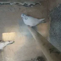 کبوترگمشده