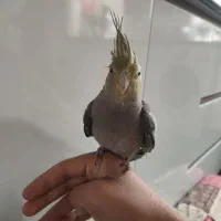 عروس هلندی دست اموز|پرنده|نقده, |دیوار