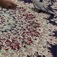 گمشده|حیوانات|نهاوند, |دیوار