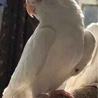 عروس هلندی آلبینو نر سخنگو