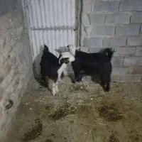 بز داشتی گله داری|حیوانات مزرعه|ایذه, |دیوار