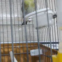 سهره قناره نر زیر دهن بوده