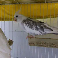 عروس هلندی مولد جفت|پرنده|شیراز, ریاستی|دیوار