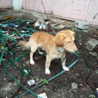 سگ پا کوتاه|سگ|تالش, تالش|دیوار