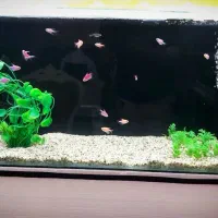 آکواریوم خانگی عرض ۲۸ ارتفاع ۴۵ عرض ۲۸ ارتفاع ۴۵