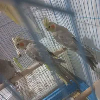 عروس هلندی ماده