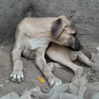 سگ دورگه سراب وپژدر
