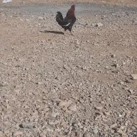 خروس گلین