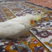 عروس هلندی نر لوتینو|پرنده|مشهد, شهید احمدی روشن|دیوار