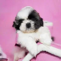 توله شیتزوسوپر فلت