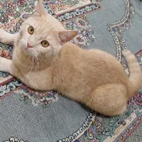 اسکاتیش نر بالغ اماده جفتگیری