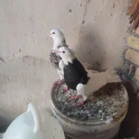 رنگی کبوتر|پرنده|چمران, |دیوار