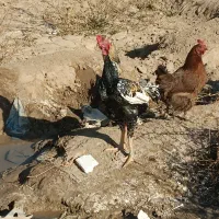 خروس لاری اصیل|حیوانات مزرعه|مشهد, نیزه|دیوار