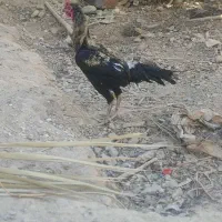 مرغ خروس لاری معاوضه ای