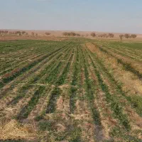 1000 متر زمین کشاورزی