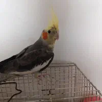 عروس هلندی|پرنده|باسمنج, |دیوار