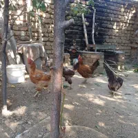 مرغ|حیوانات مزرعه|زند, |دیوار