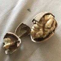 گردو فروشی|خوردنی و آشامیدنی|پاوه, |دیوار