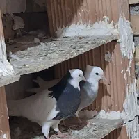 تعدادچندعددطوقی