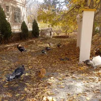 بوقلمون و اردک|حیوانات مزرعه|دماوند, دماوند|دیوار