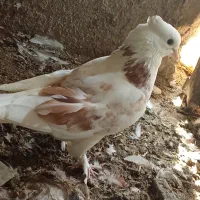 کبوتر کفتر