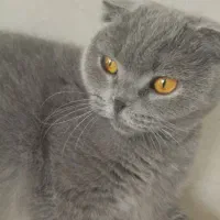 گربه ماده اسکاتیش فولد عقیم نشده آماده جفتگیری