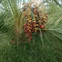 درخت خرما|خدمات باغبانی و درختکاری|یزد, |دیوار