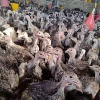 ۲۸۰۰عدد جوجه بوقلمون واکسن خورده جزیی و کلی